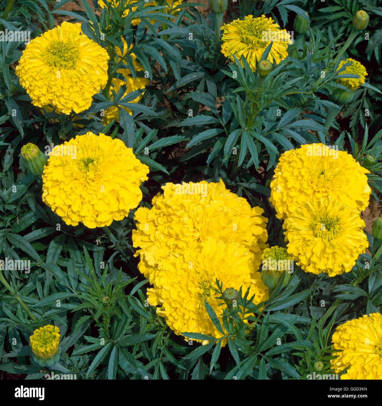 Marigold - African - F1 `Diamond Jubilee'   ANN045915 Stock Photo